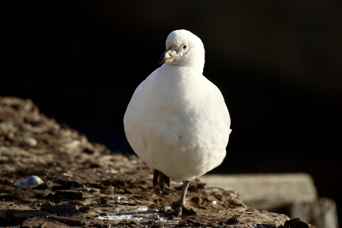 Snowy Sheathbill - ML643017194