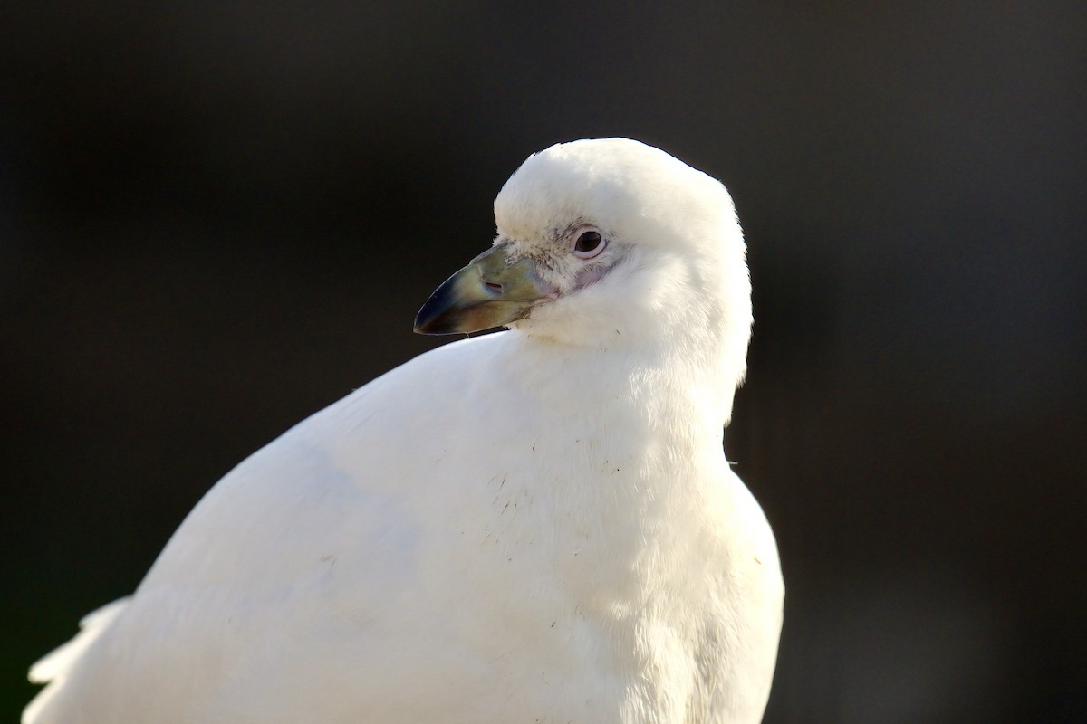 Snowy Sheathbill - ML643017195