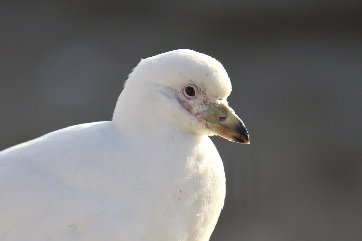 Snowy Sheathbill - ML643017196