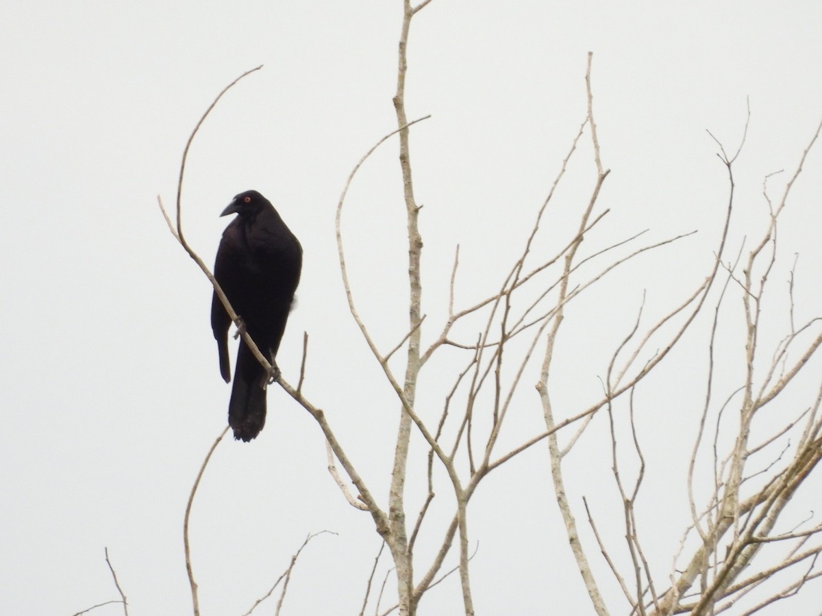Giant Cowbird - ML643017202