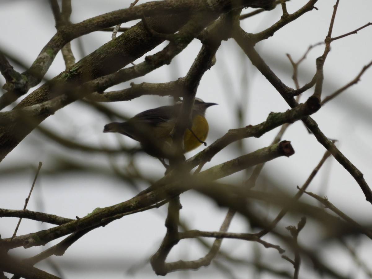 Bananaquit - ML643017223