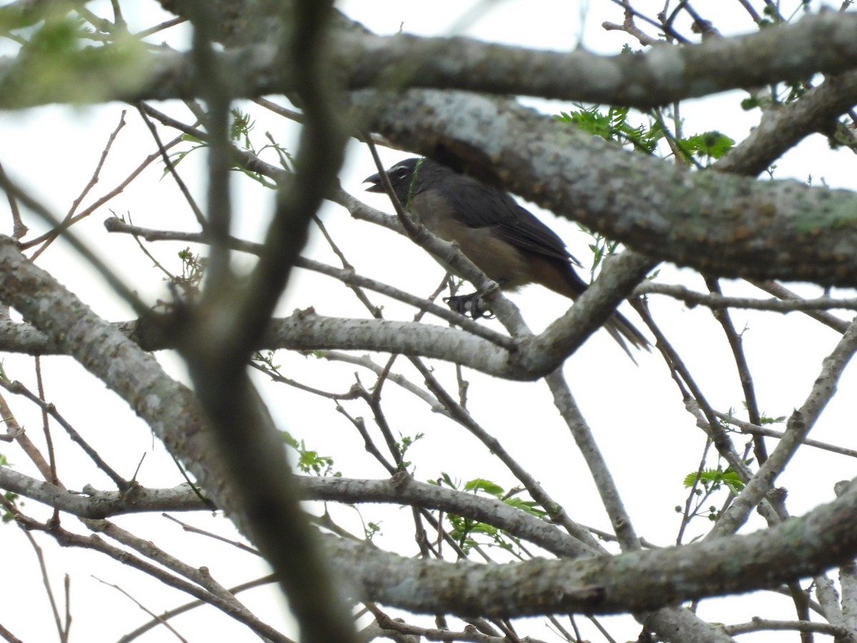 Olive-gray Saltator - ML643017234
