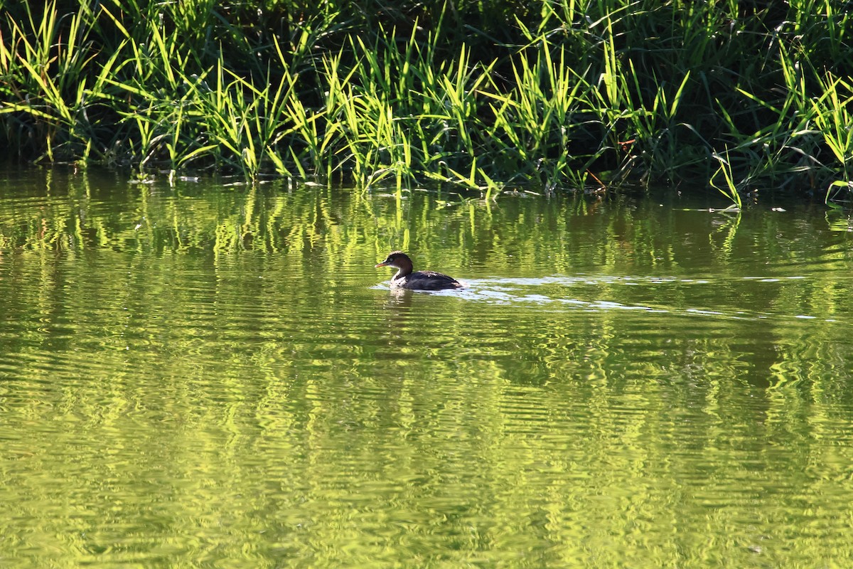 Grèbe castagneux - ML643017264