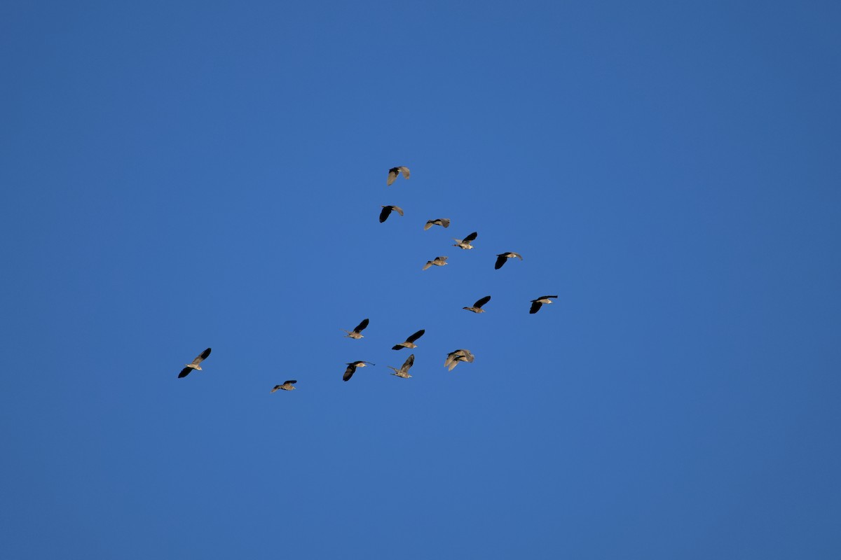 Bihoreau gris - ML643017270