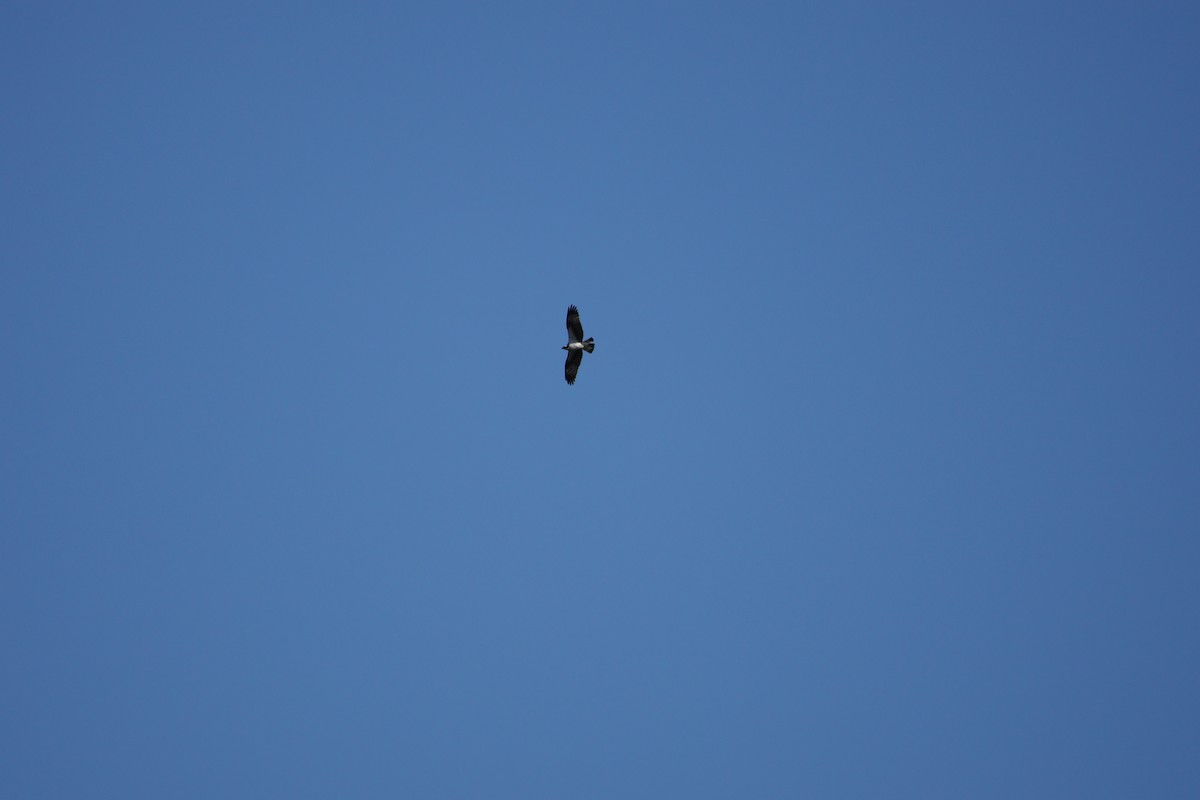 Balbuzard pêcheur - ML643017275