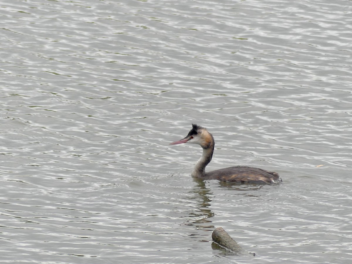 Great Crested Grebe - ML643017277