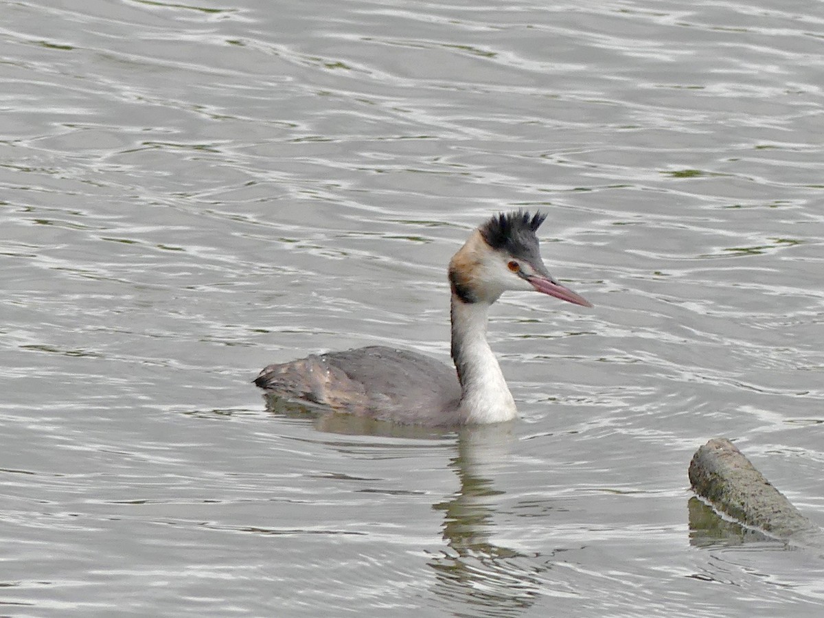 Great Crested Grebe - ML643017278