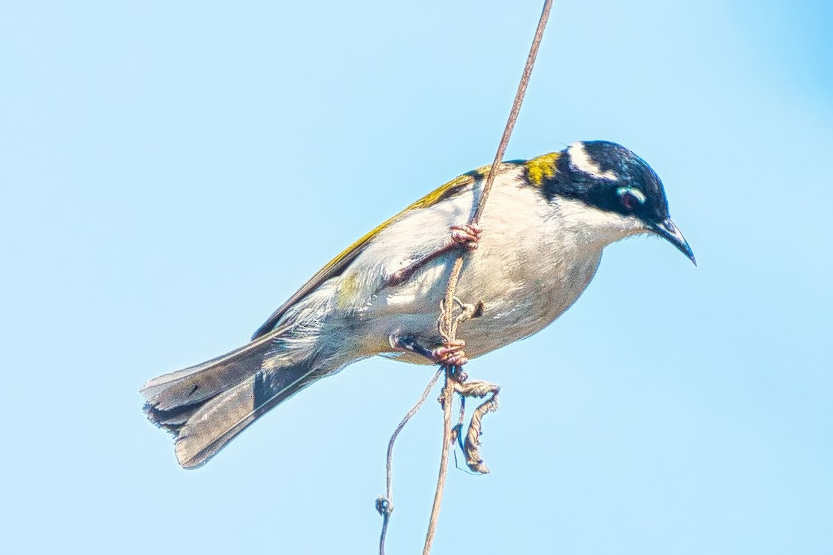 White-throated Honeyeater - ML643017323