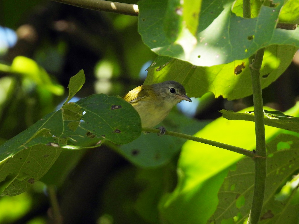 Lesser Greenlet - ML643017335