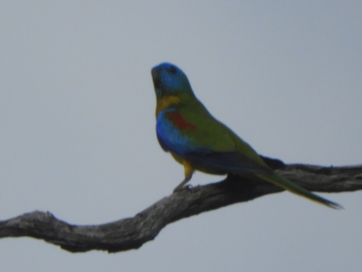 Turquoise Parrot - ML643017336
