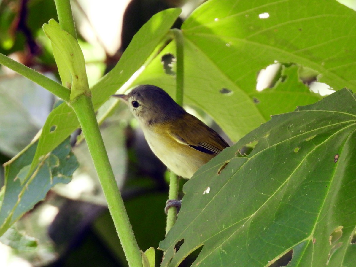 Lesser Greenlet - ML643017337