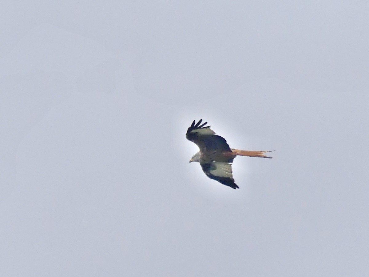 Red Kite - ML643017340