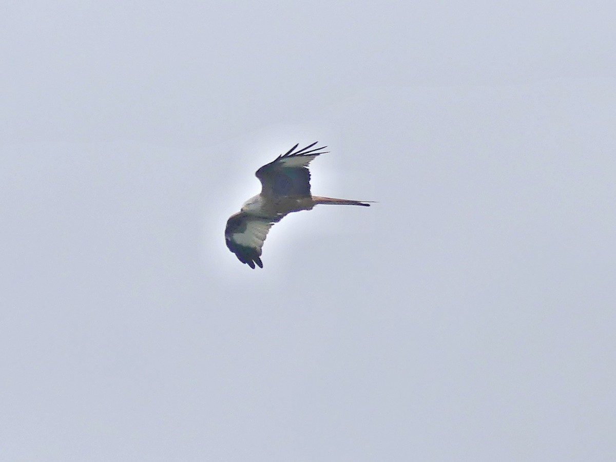 Red Kite - ML643017341
