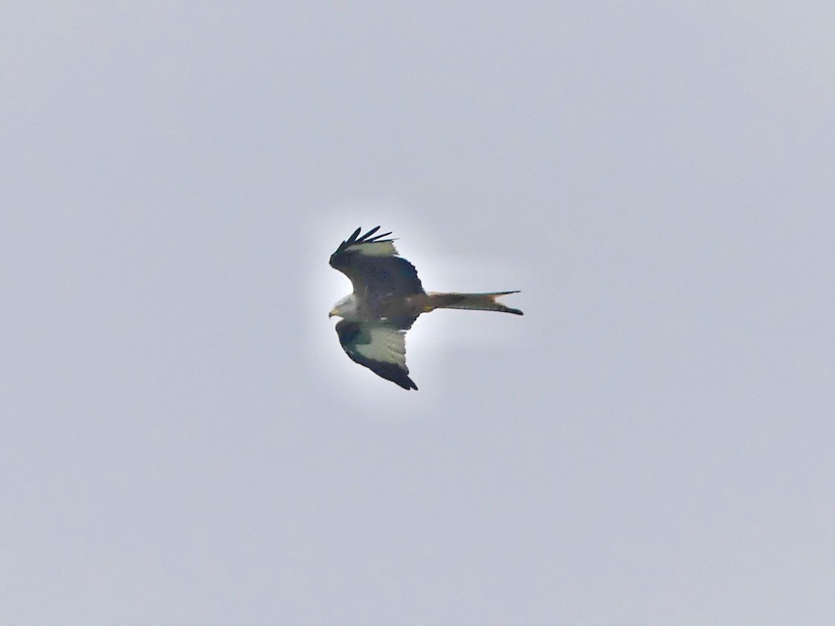 Red Kite - ML643017342