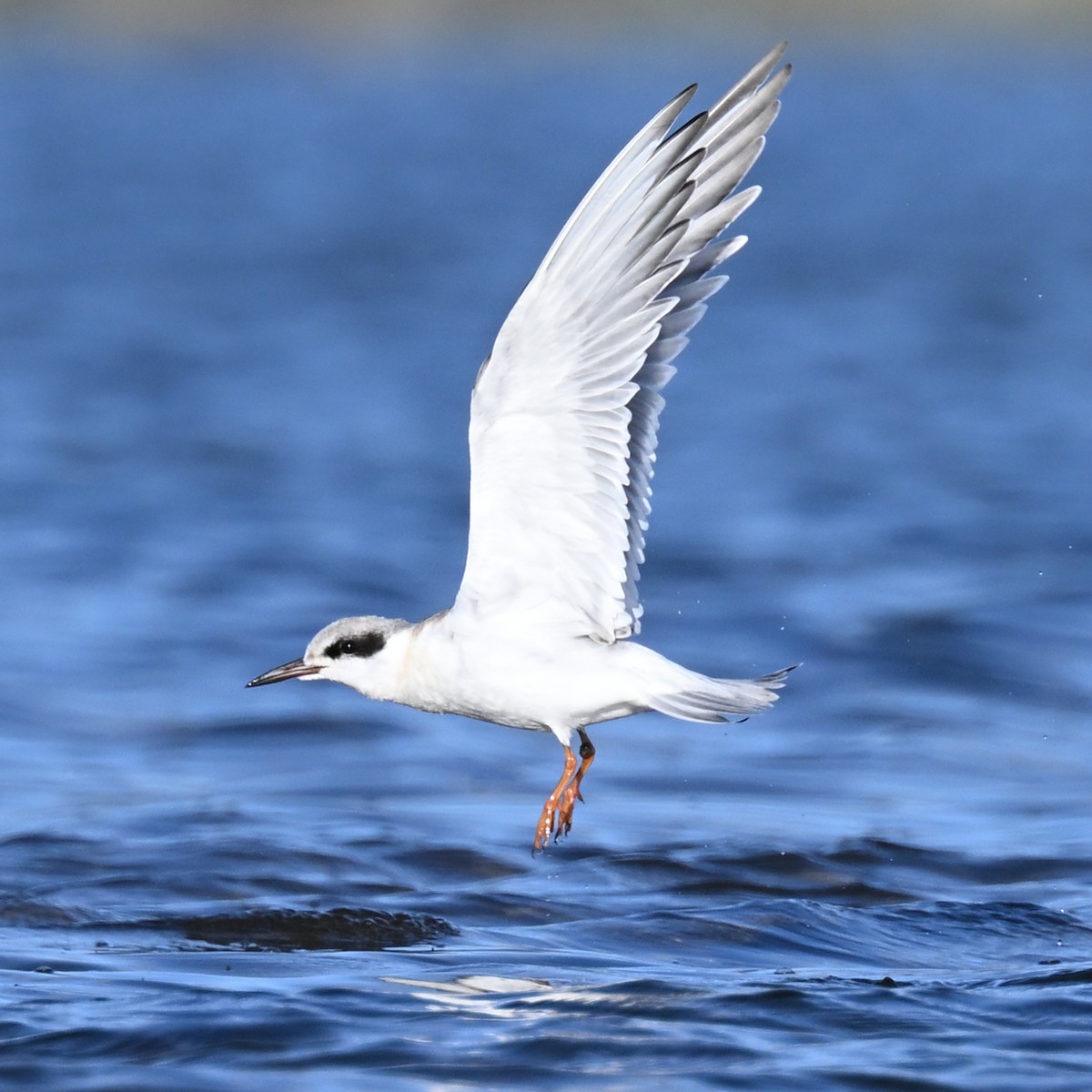 Forster's Tern - ML643017344