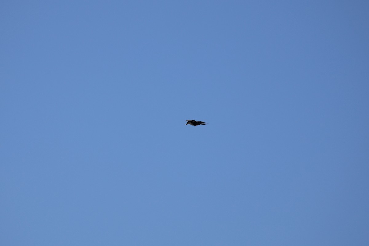 Corbeau à gros bec - ML643017354