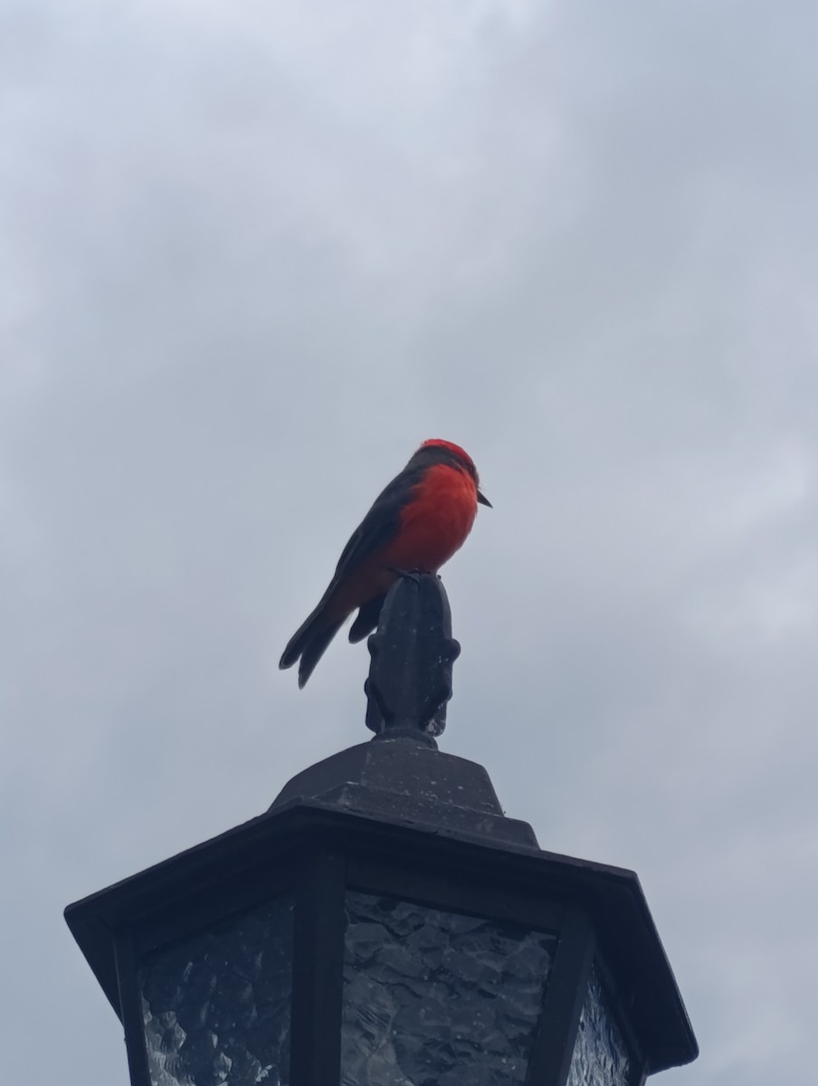Vermilion Flycatcher - ML643017360
