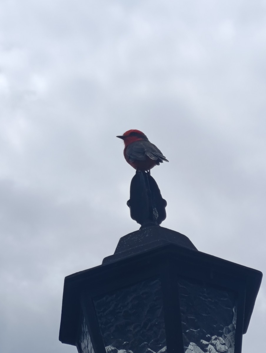 Vermilion Flycatcher - ML643017361