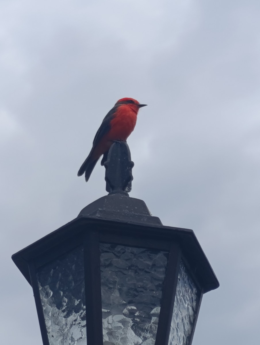 Vermilion Flycatcher - ML643017362