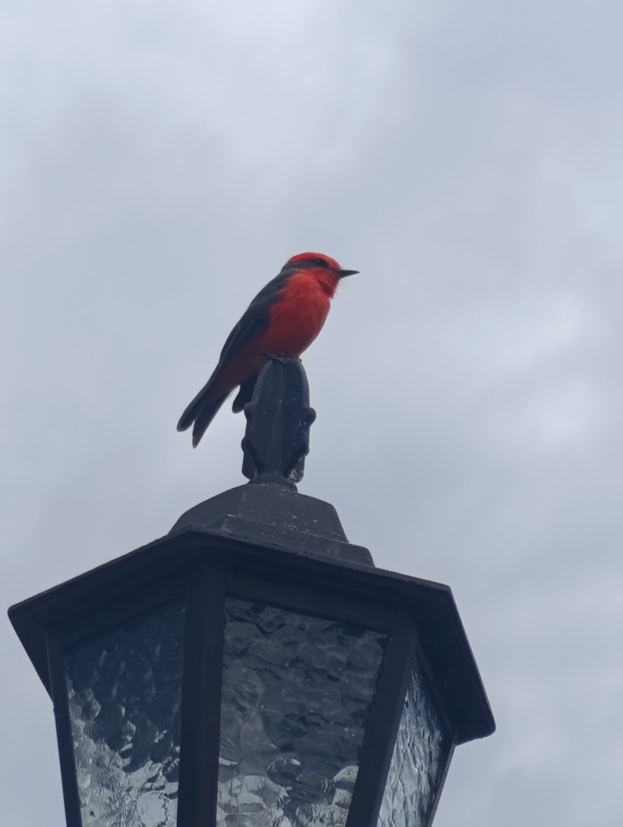 Vermilion Flycatcher - ML643017363
