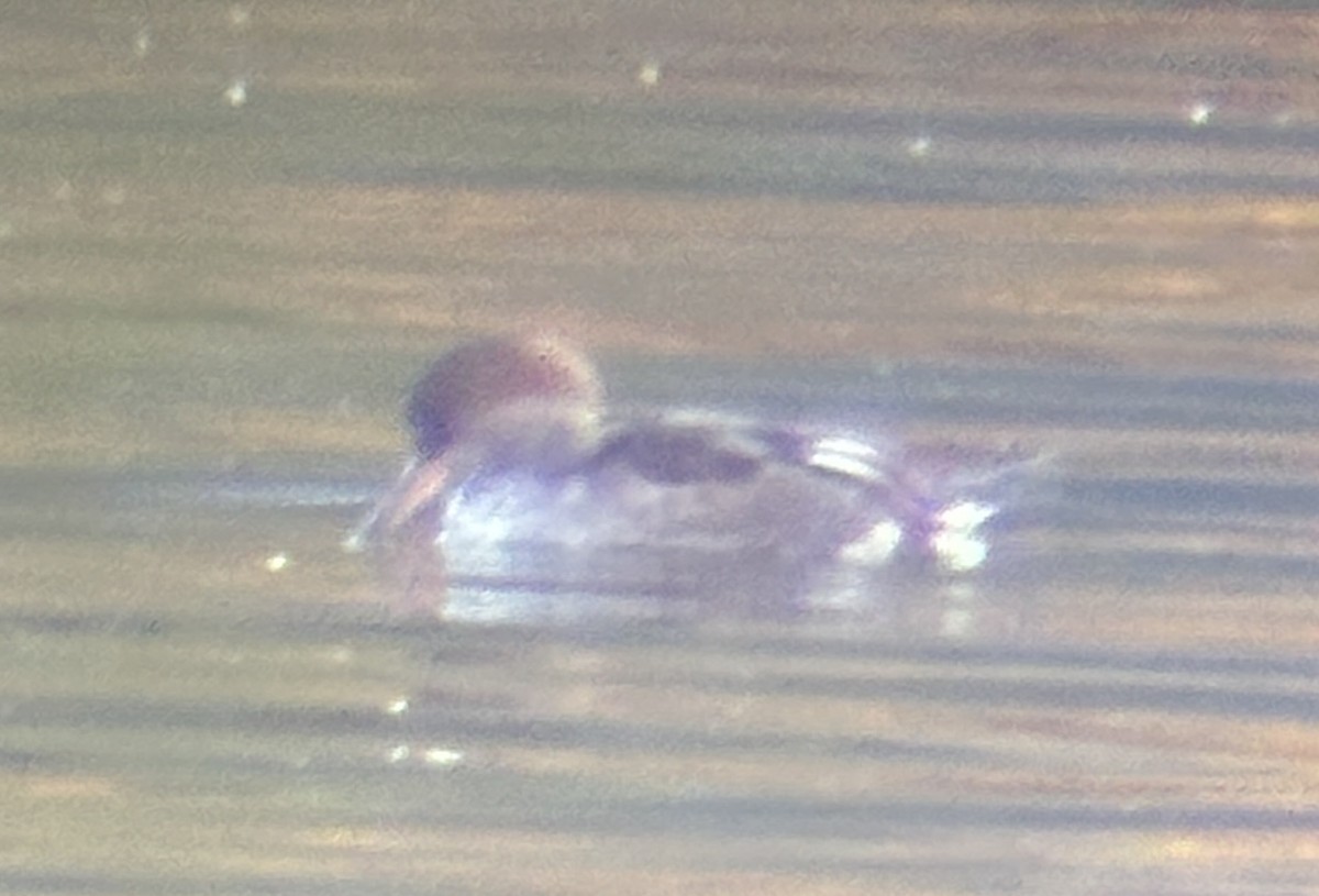 Hooded Merganser - ML643017394