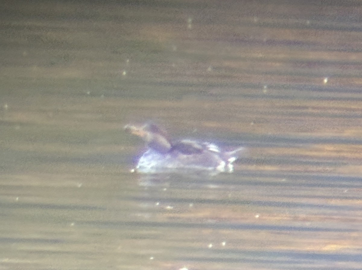 Hooded Merganser - ML643017395