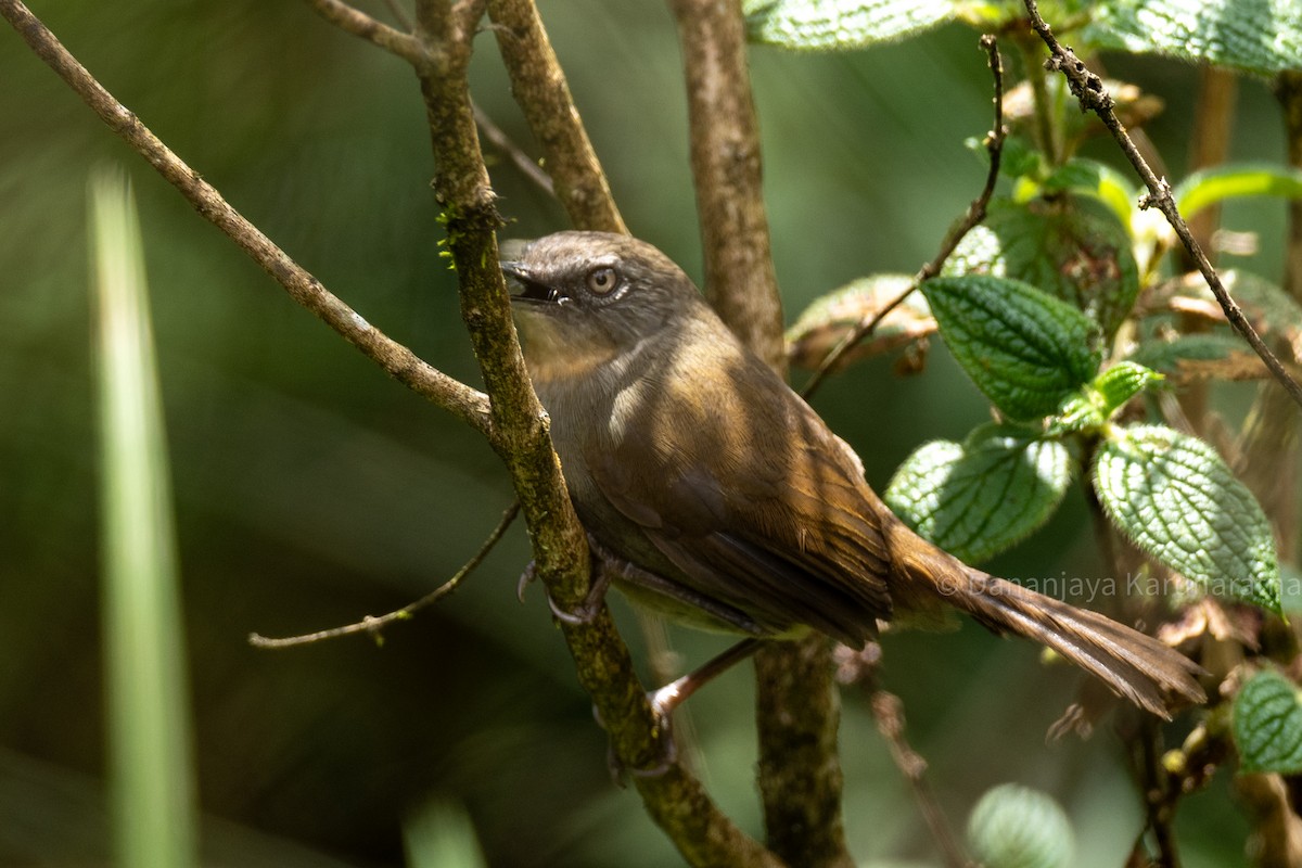 Sri Lanka Bush Warbler - ML643017396