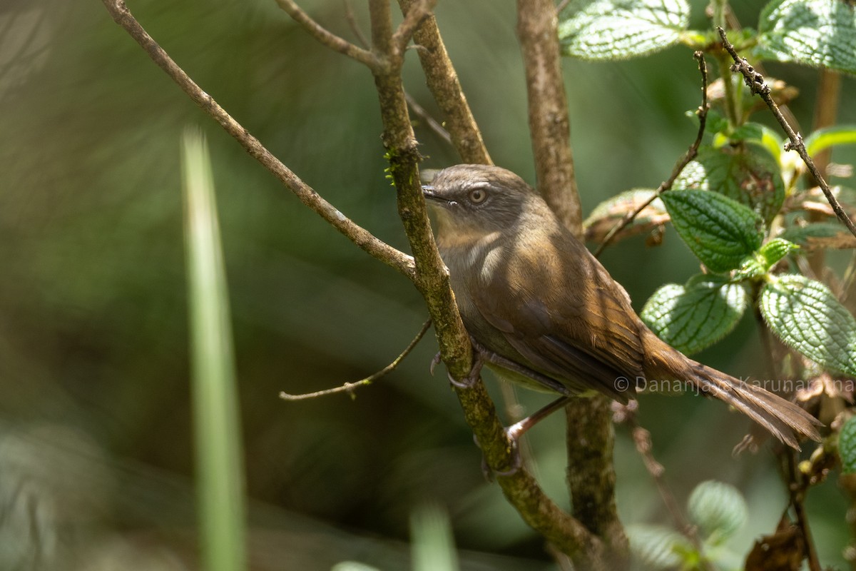 Sri Lanka Bush Warbler - ML643017397