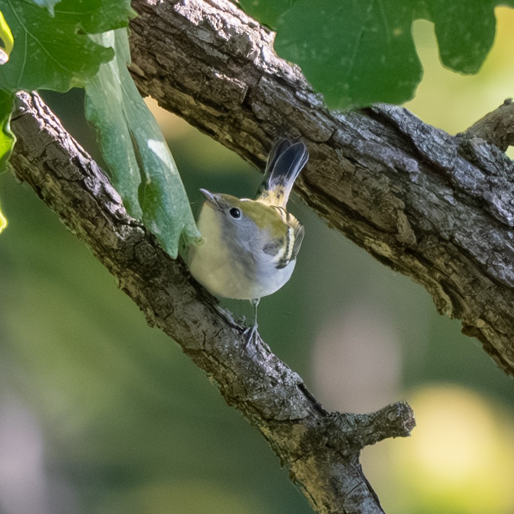 Chestnut-sided Warbler - ML643017398