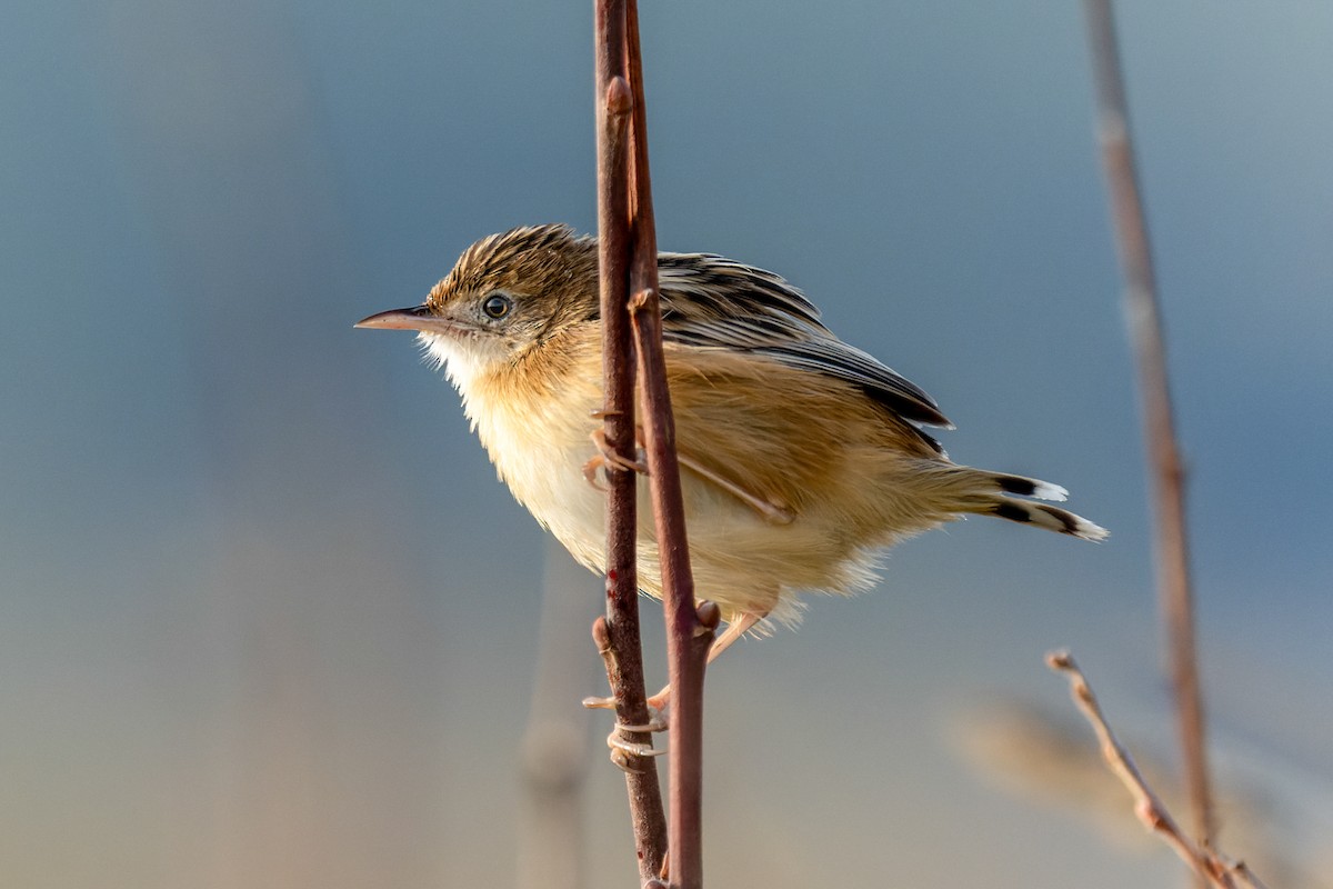 Zitting Cisticola - ML643017400