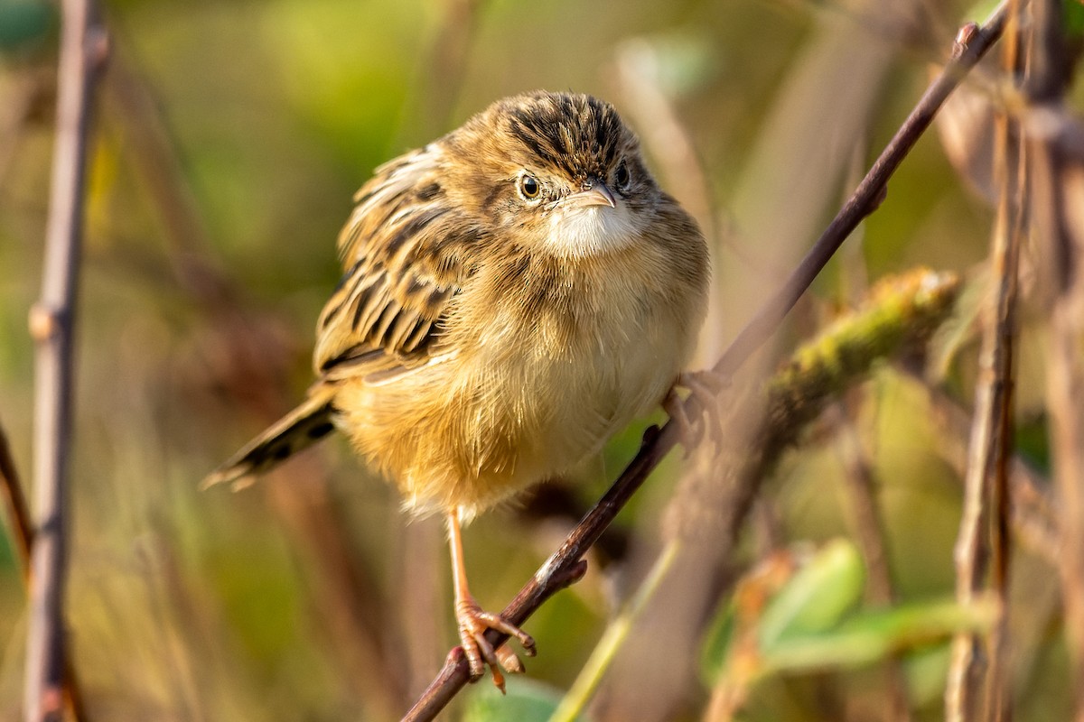 Zitting Cisticola - ML643017401