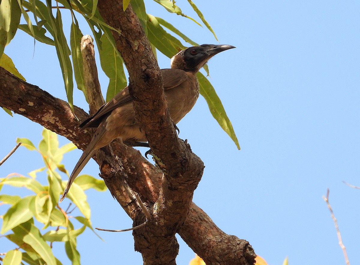 Helmeted Friarbird - ML643017403