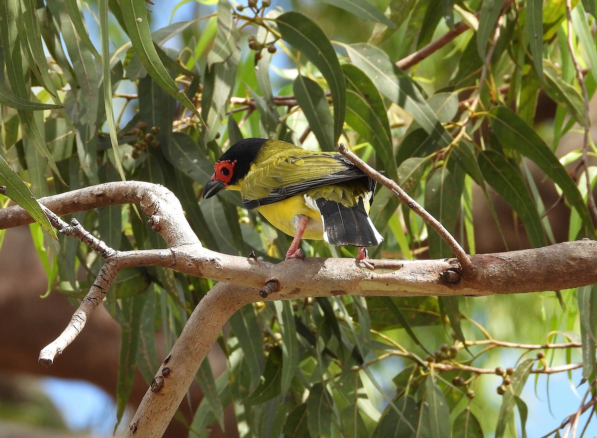 Australasian Figbird - ML643017411
