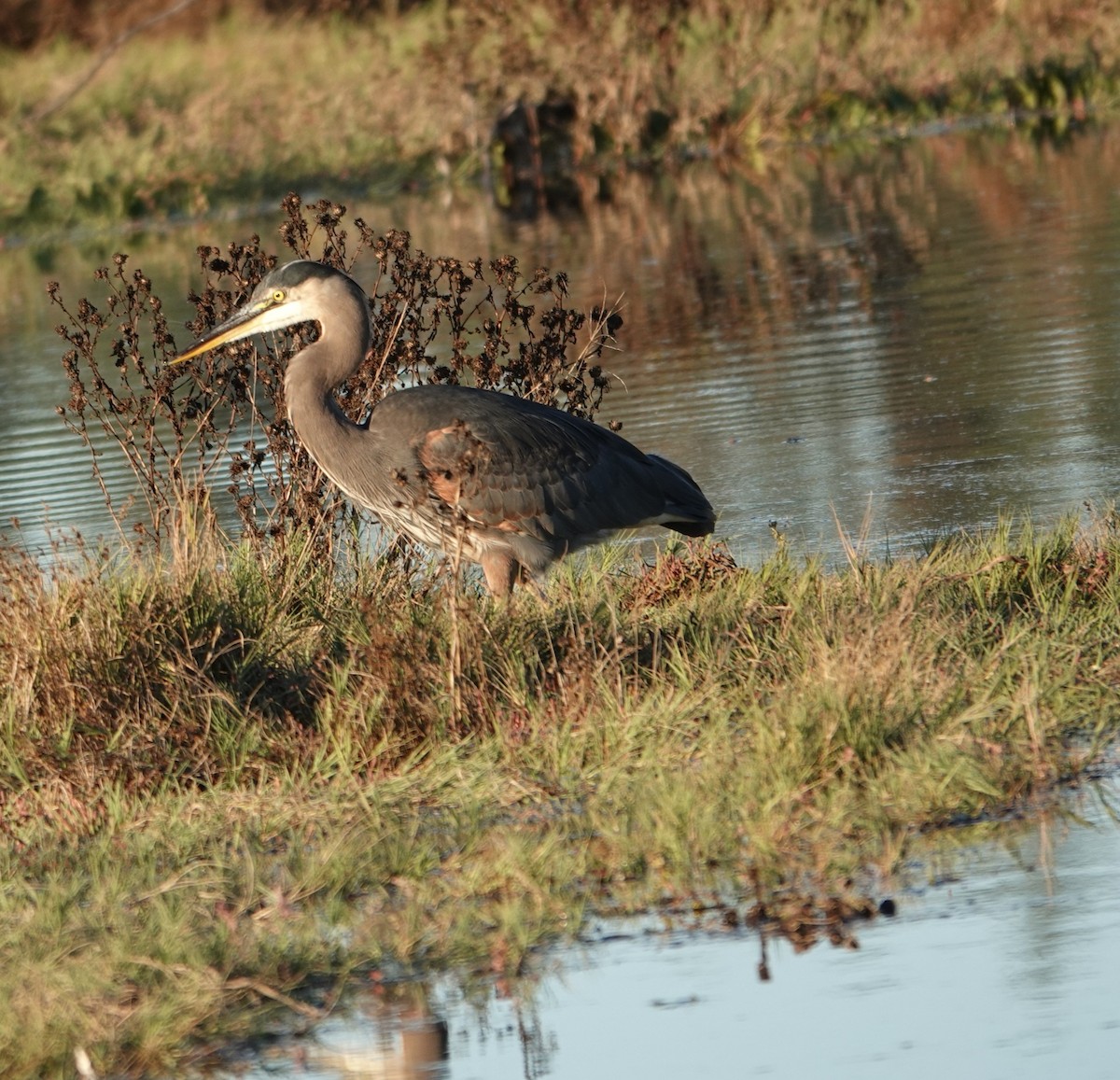 Great Blue Heron - ML643017412