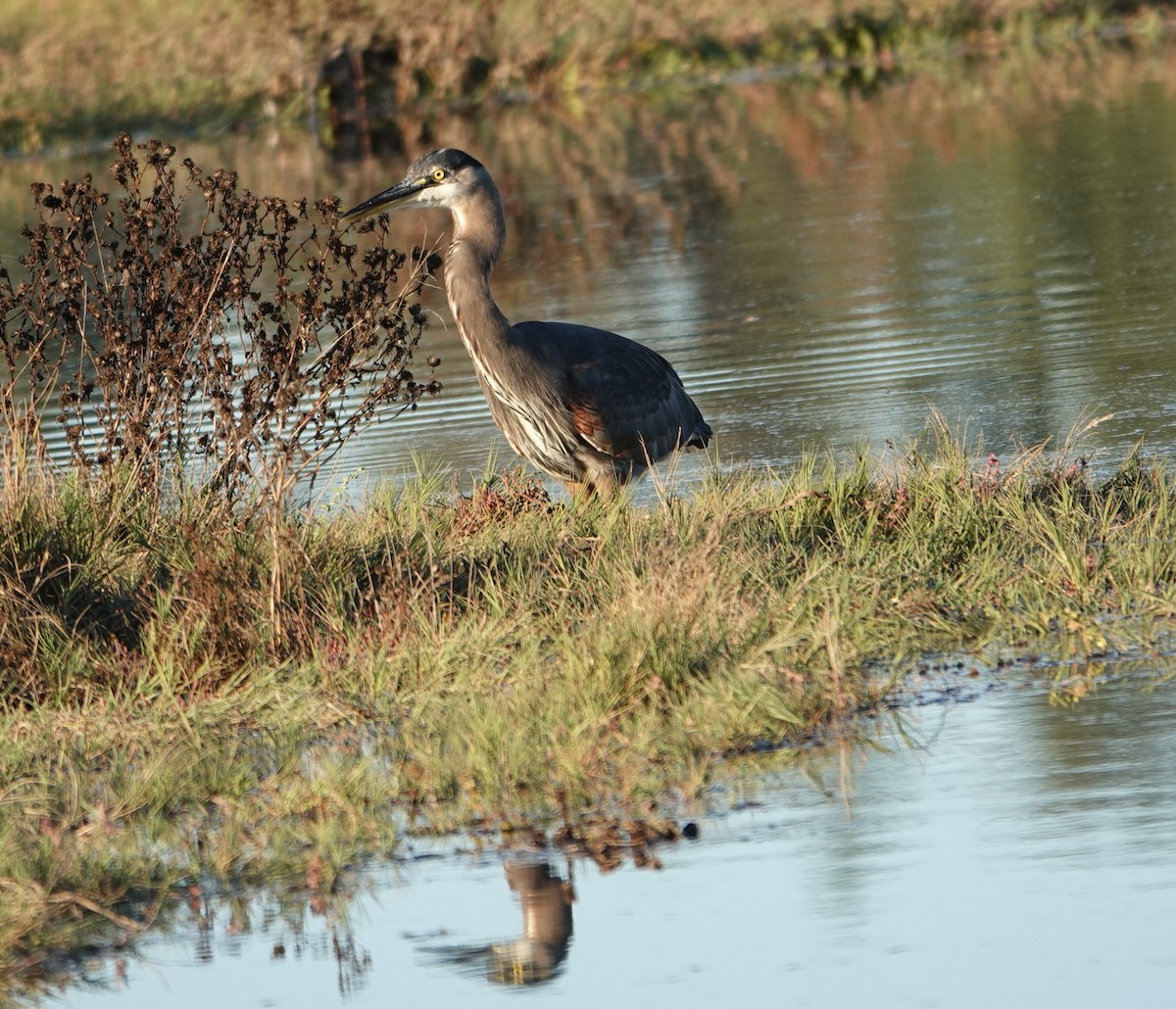 Great Blue Heron - ML643017413