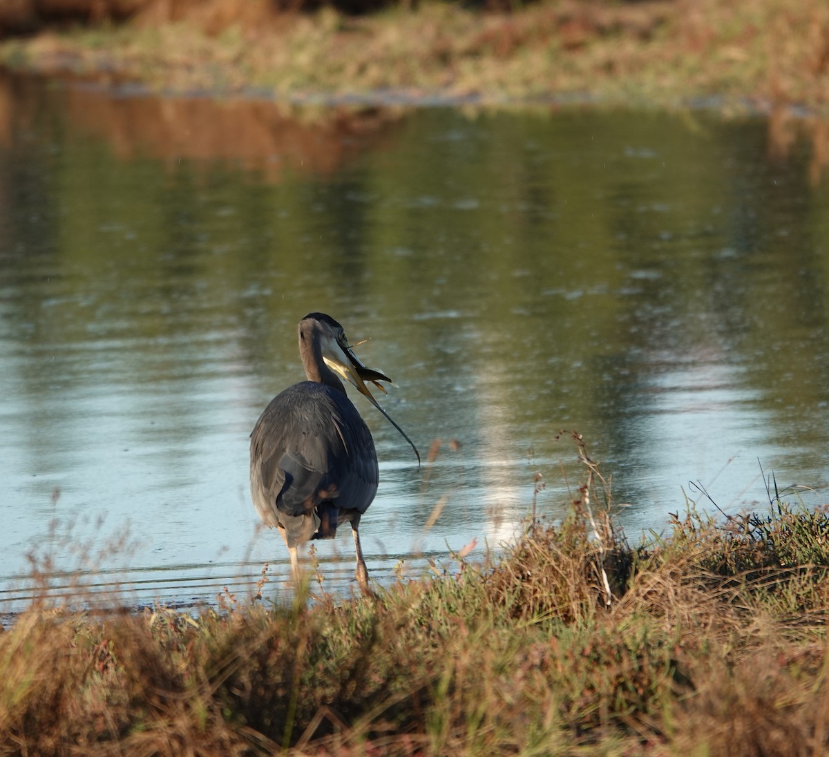 Great Blue Heron - ML643017414