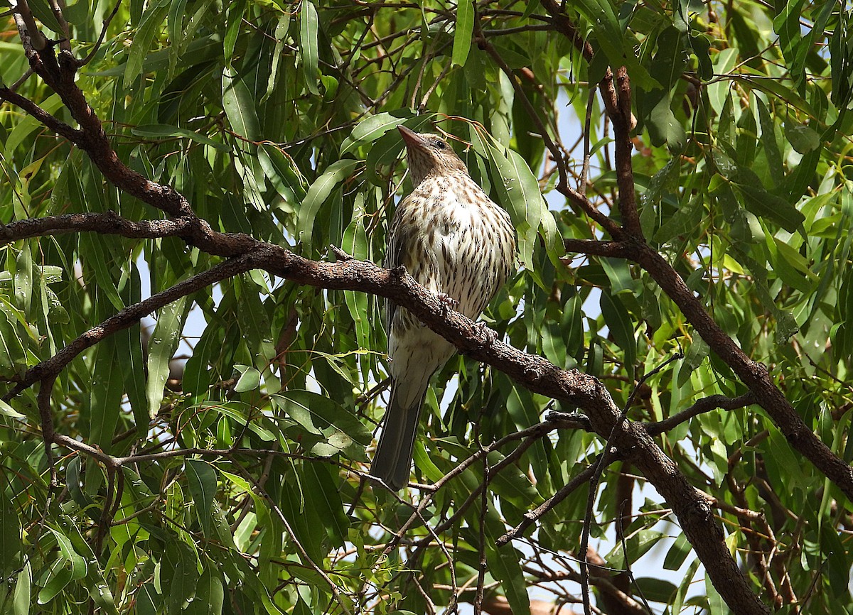 Australasian Figbird - ML643017415