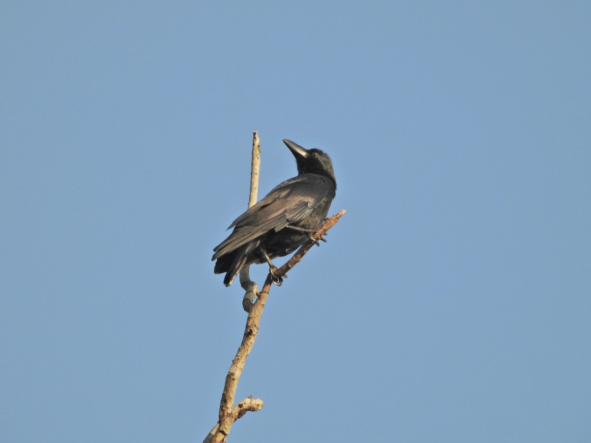 Large-billed Crow - ML643017416