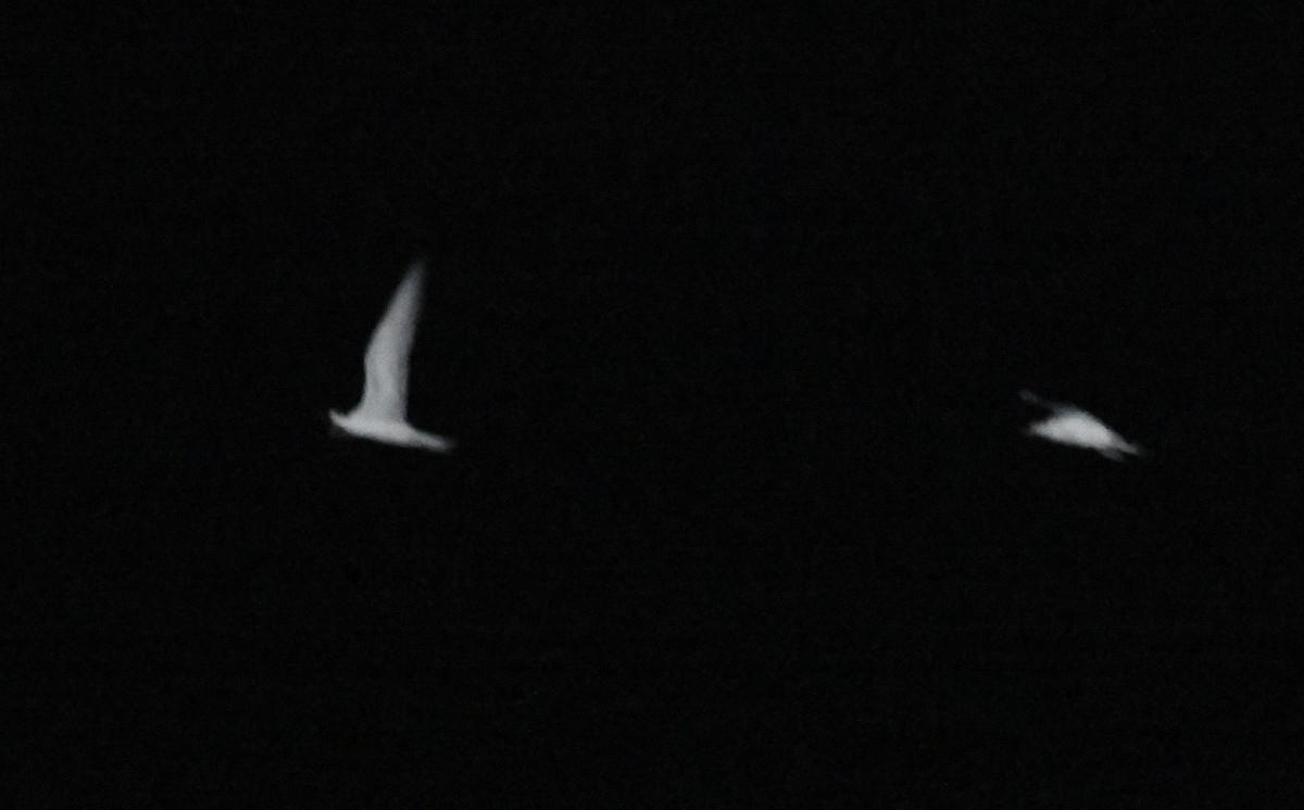 Common Tern - ML643017417