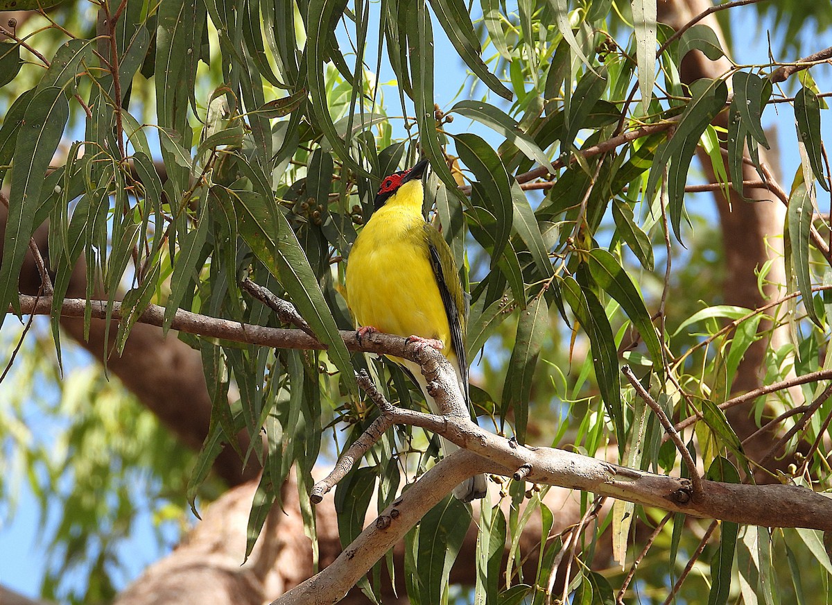 Australasian Figbird - ML643017418