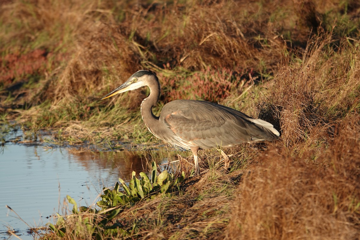 Great Blue Heron - ML643017420