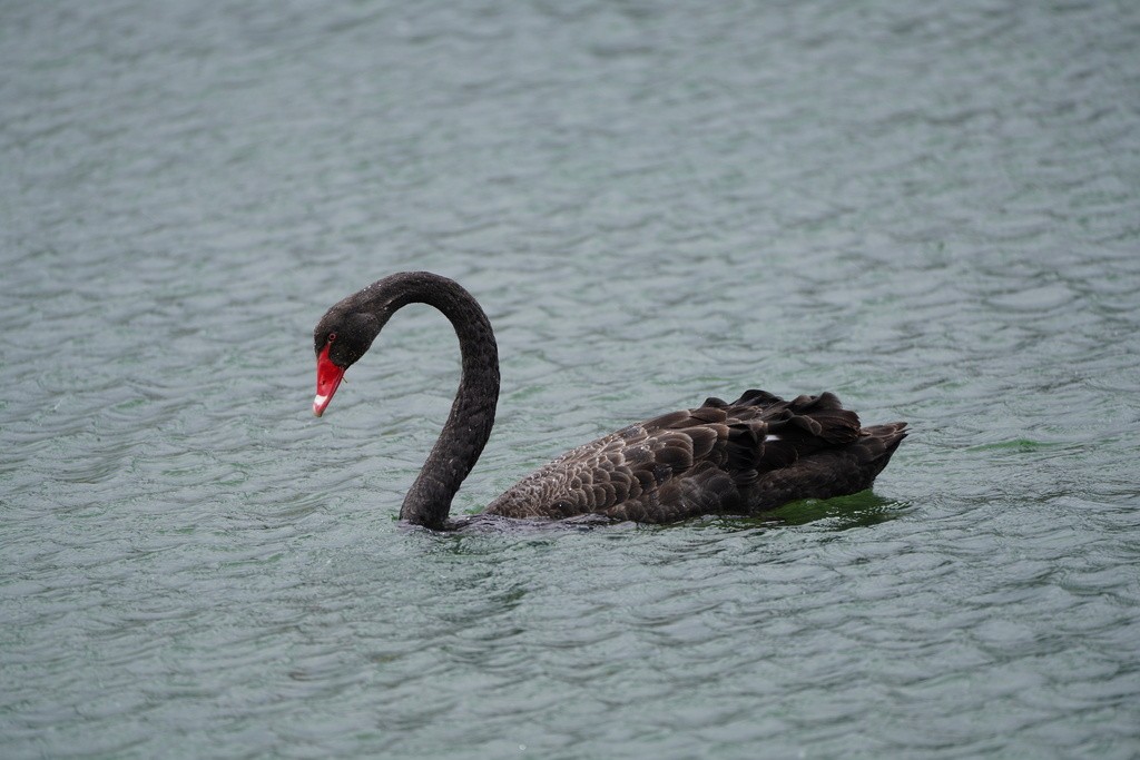 Black Swan - ML643017421