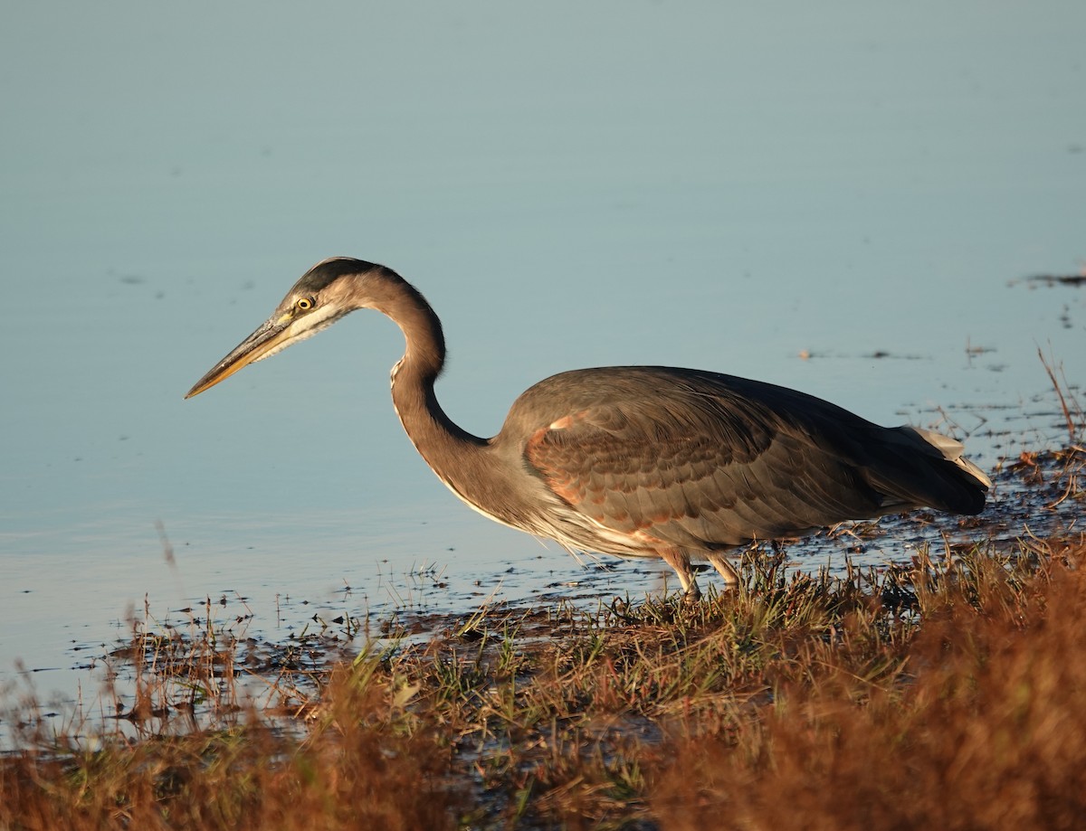 Great Blue Heron - ML643017422