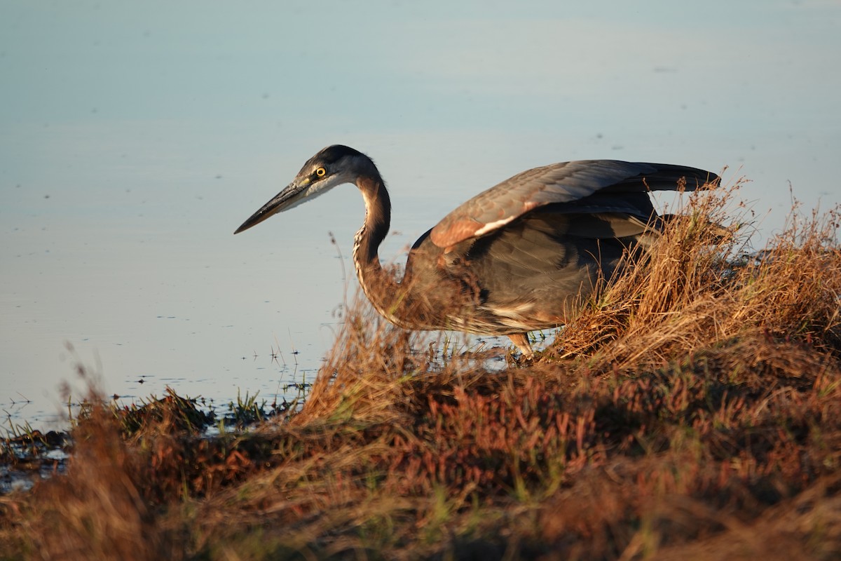 Great Blue Heron - ML643017424