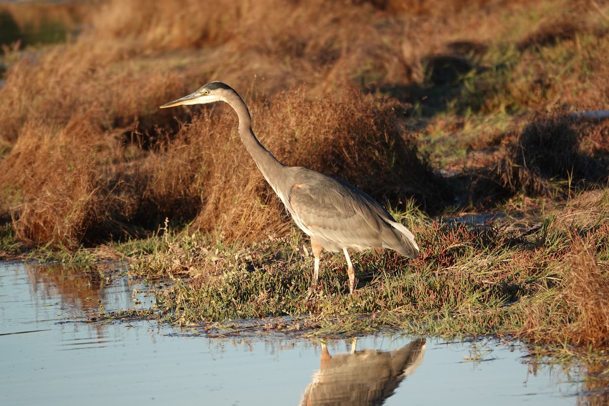 Great Blue Heron - ML643017425