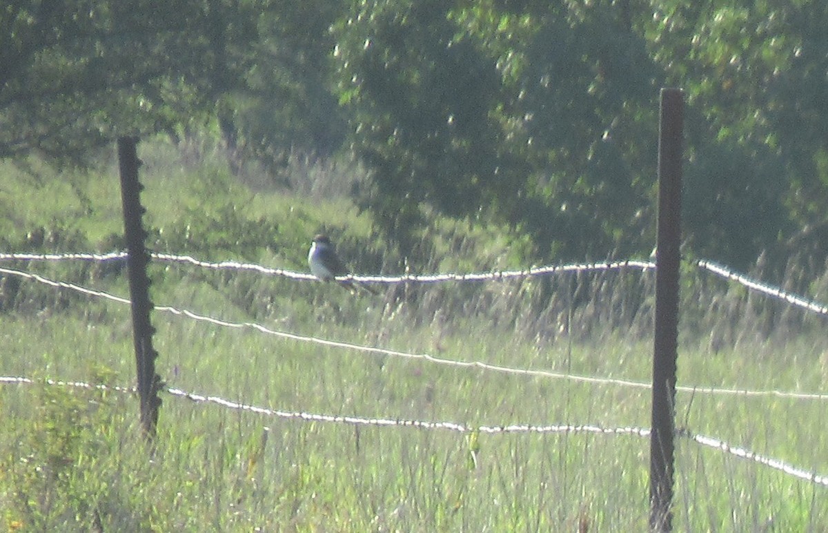 Eastern Kingbird - ML643017426