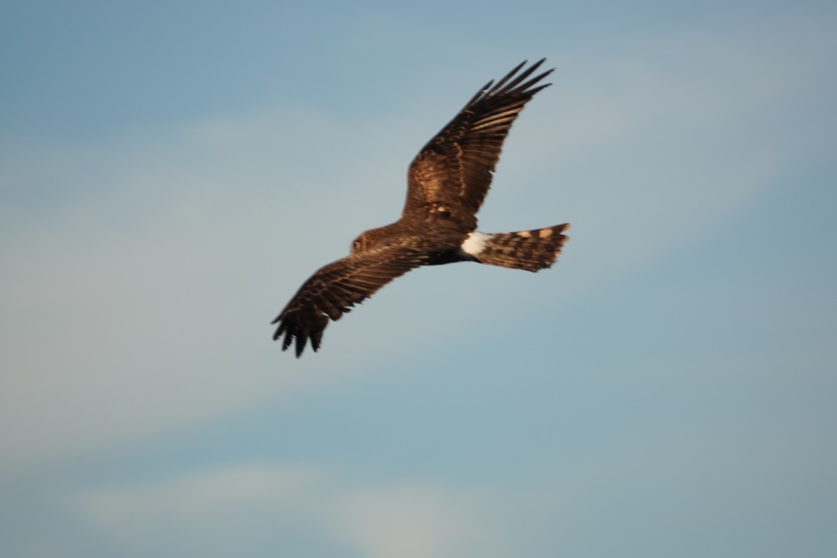 Northern Harrier - ML643017427