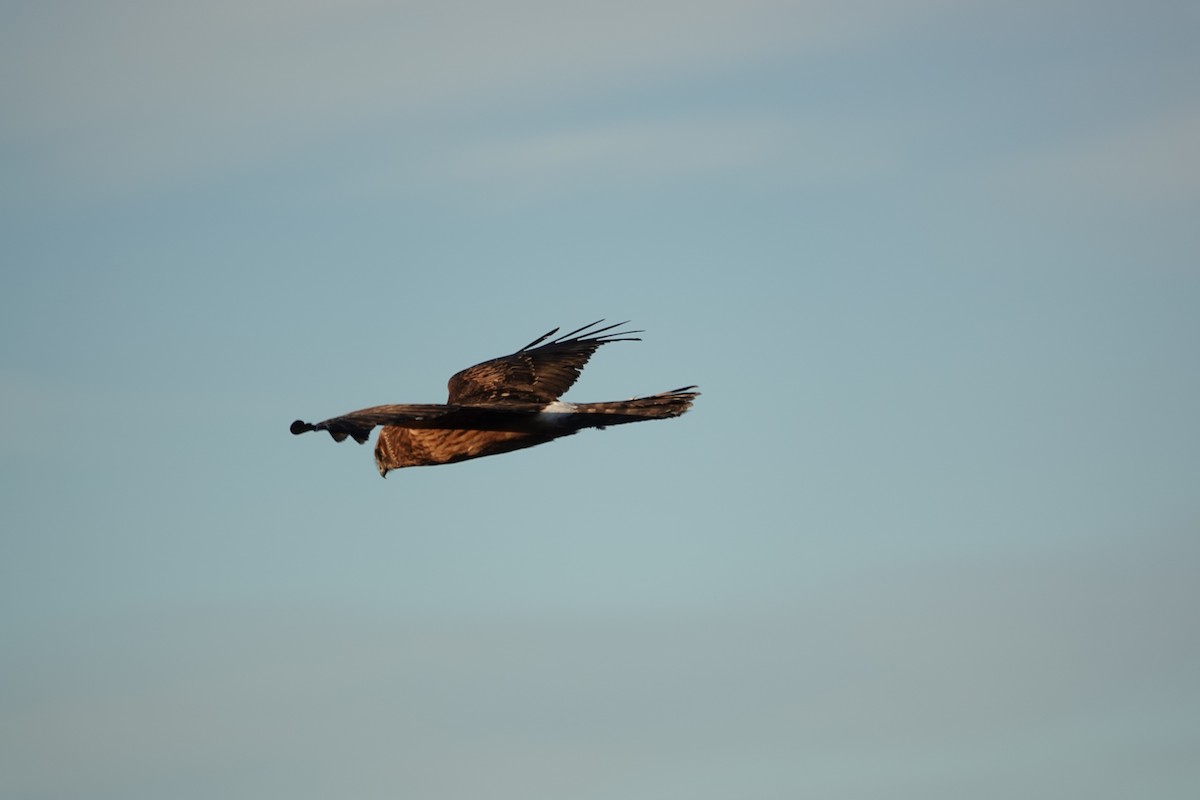 Northern Harrier - ML643017428
