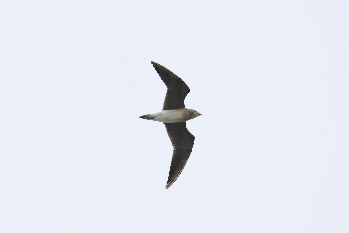 Oriental Pratincole - ML643017429