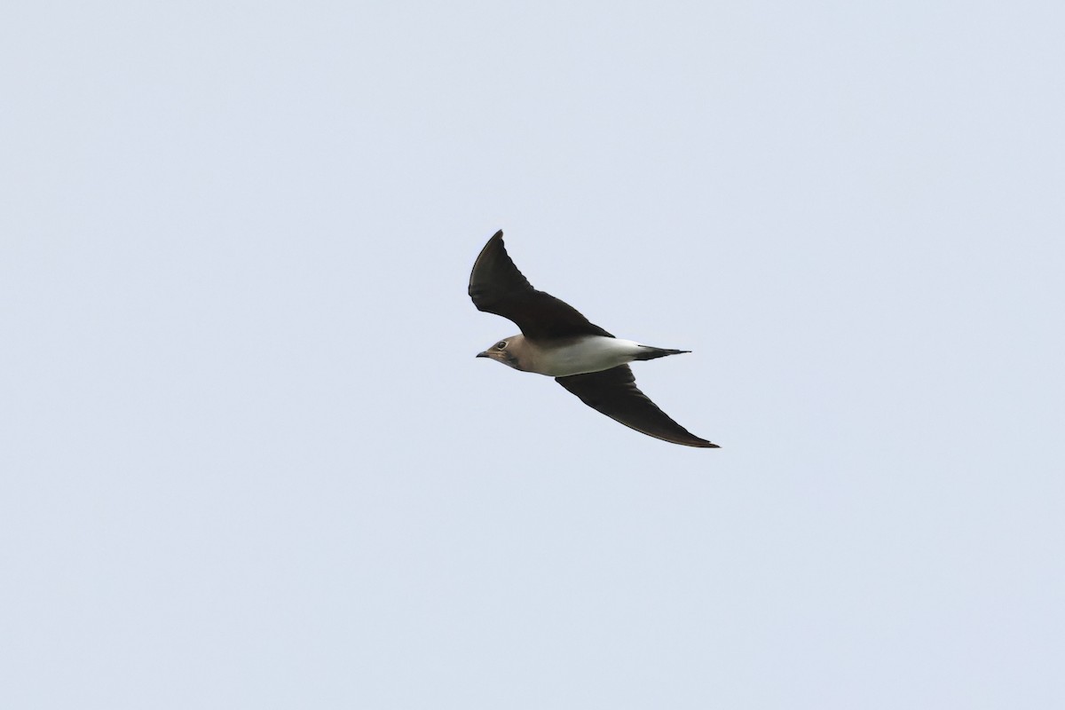 Oriental Pratincole - ML643017430